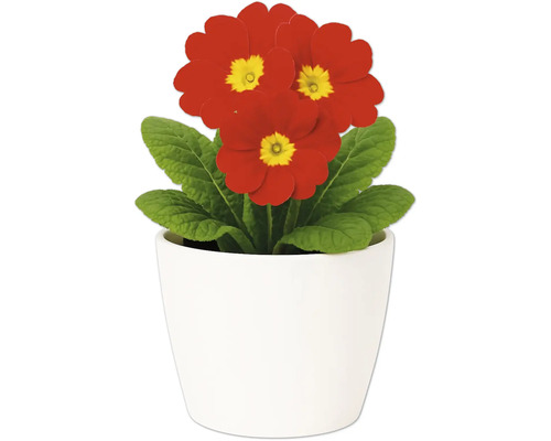 Primel in einem weißen Blumentopf