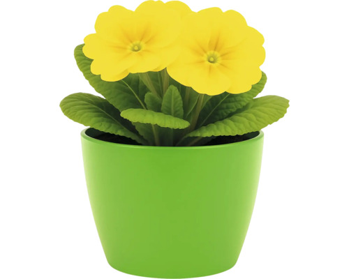Gelbe Primel in grünem Topf
