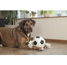 Hund liegt mit Stofffußball auf Holzboden