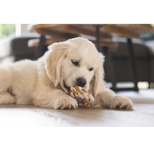 Ein Golden Retriever Welpe kaut auf einem Seilspielzeug.