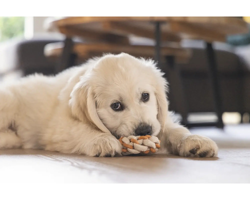 Ein Golden Retriever Welpe liegt auf dem Boden und spielt mit einem Seilspielzeug.