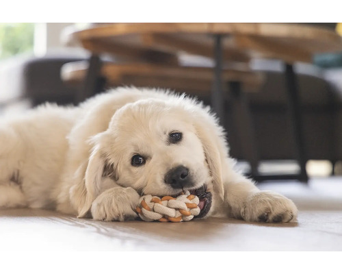 Ein junger Golden Retriever liegt auf dem Boden und kaut auf einem Knotenseil