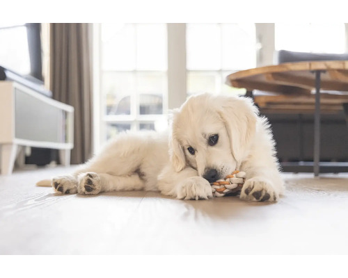 Golden Retriever Welpe liegt auf dem Boden und spielt mit einem Seilspielzeug.