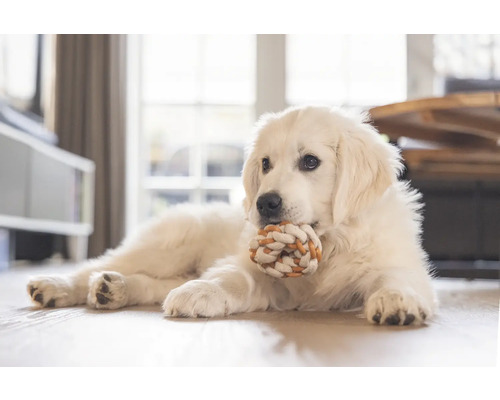 Ein Hund liegt mit einem Seilspielzeug auf dem Boden.