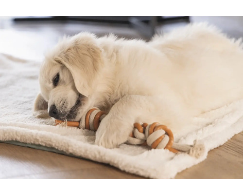 Ein Golden Retriever Welpe liegt auf einer Decke und kaut auf einem Spielzeug herum.