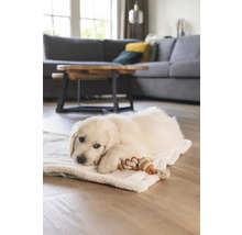 Ein heller Wohnraum mit einem Golden Retriever Welpen, der auf einer weichen Decke liegt und mit einem Tau-Spielzeug spielt