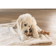 Golden Retriever Welpe spielt mit einem Seilspielzeug auf einer Decke