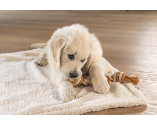 Golden Retriever Welpe spielt mit einem Seilspielzeug auf einer Decke