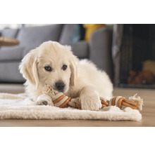 Ein heller Golden Retriever Welpe liegt auf einem Teppich und kaut an einem Seilspielzeug.
