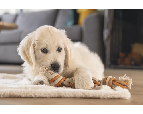 Ein heller Golden Retriever Welpe liegt auf einem Teppich und kaut an einem Seilspielzeug.