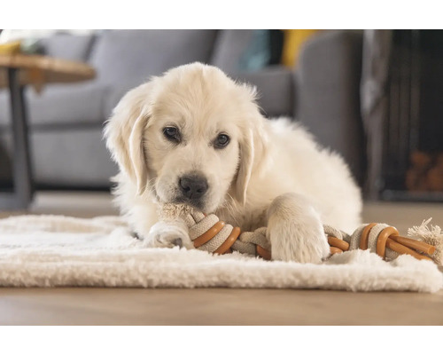 Golden Retriever Welpe liegt auf einem Teppich und kaut an einem Spielzeug