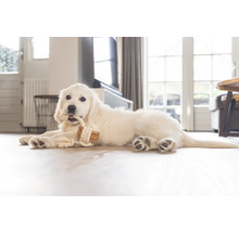 Ein weißer Golden-Retriever-Welpe liegt auf dem Boden und kaut auf einem Seilspielzeug.