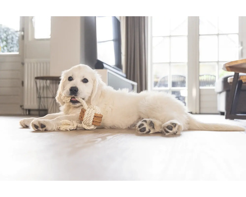 Ein weißer Golden-Retriever-Welpe liegt auf dem Boden und kaut auf einem Seilspielzeug.