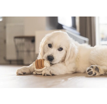 Golden Retriever Welpe mit Tau und Spielzeug im Maul