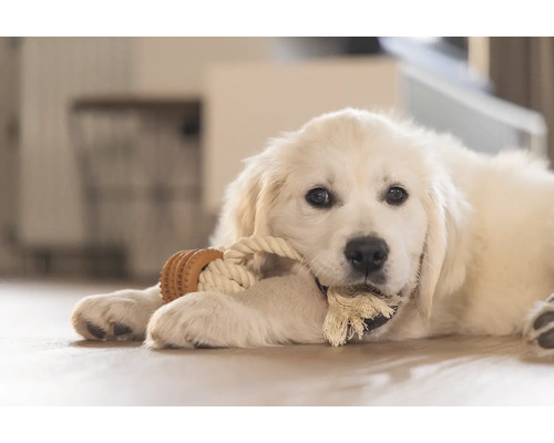 Ein junger Golden Retriever spielt mit einem Seilspielzeug