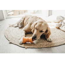Golden Retriever liegt auf einem runden Teppich und leckt an einem Hundespielzeug