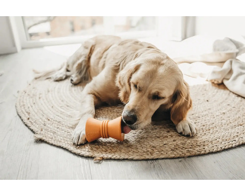 Golden Retriever liegt auf einem runden Teppich und leckt an einem Hundespielzeug