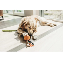 Golden Retriever liegt auf dem Boden und spielt mit Hundespielzeug