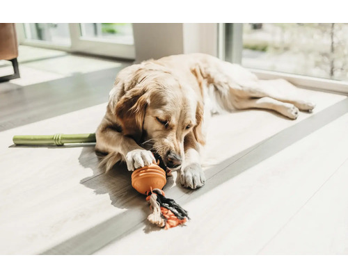 Golden Retriever liegt auf dem Boden und spielt mit Hundespielzeug