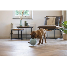 Heller Wohnraum mit Welpe, der mit Ball spielt, Beistelltischen und Sessel