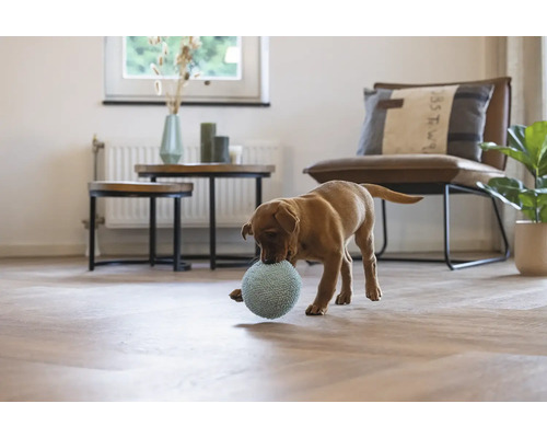 Heller Wohnraum mit Welpe, der mit Ball spielt, Beistelltischen und Sessel