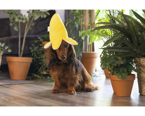 Ein Dackel trägt einen Bananenhut in einem hellen Raum.