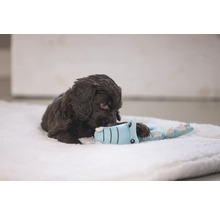 Brauner Welpe spielt mit einem Krokodilspielzeug auf einem weichen Untergrund.