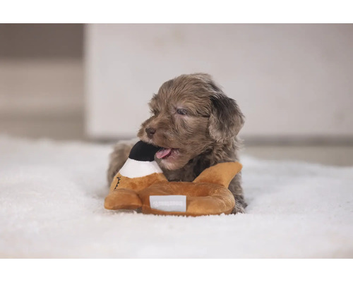 Ein Welpe kaut auf einem Hundespielzeug in Form einer Ente.