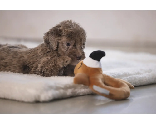 Ein brauner Pudelwelpe liegt auf einer weichen Decke und schaut aufmerksam auf ein Spielzeug.