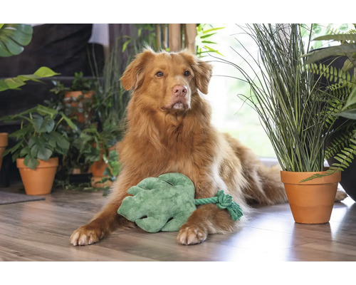 Hund liegt mit einem Spielzeugblatt umgeben von Zimmerpflanzen auf dem Boden.