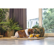 Hund liegt mit einem Spielzeug auf einem Teppich vor dem Fenster