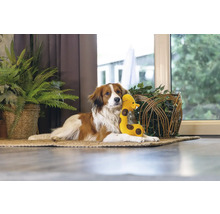 Ein Hund ruht mit einem Stofftier auf einem Teppich in einem Zimmer.