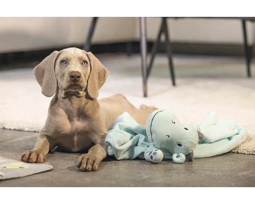 Weimaraner Welpe liegt mit Nilpferd Stofftier auf dem Boden