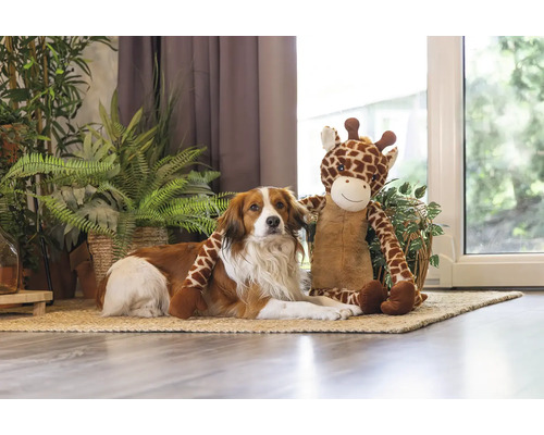 Hund liegt mit Stofftier-Giraffe auf einem Teppich vor Pflanzen