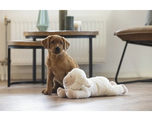 Heller Raum mit jungem Hund und Plüschschaf