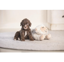 Brauner Welpe sitzt neben einem Plüschschaf auf einem Teppich.