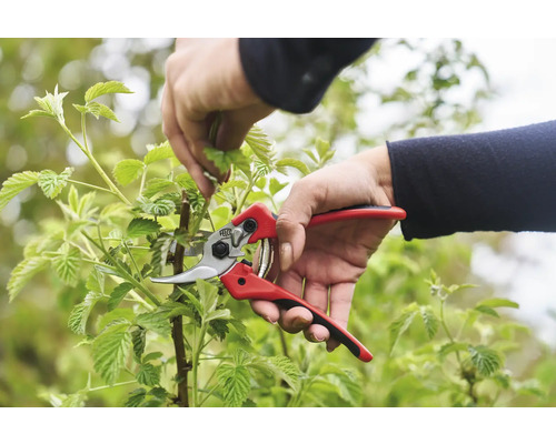 Eine Person verwendet eine Gartenschere für den Baumschnitt.