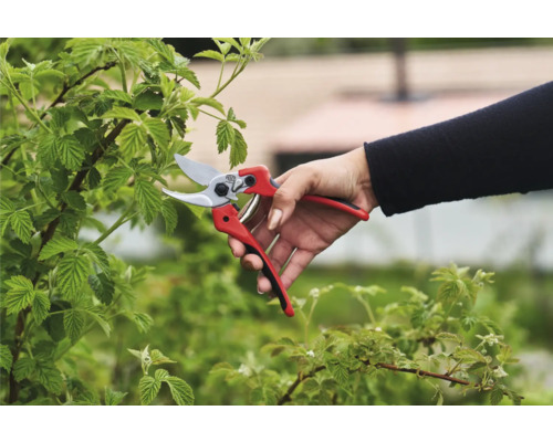 Gartenarbeit mit einer Gartenschere an einem Strauch