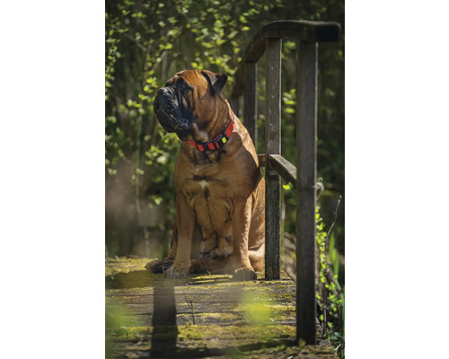 Ein Bullmastiff mit Halsband sitzt auf einer Holzbrücke.