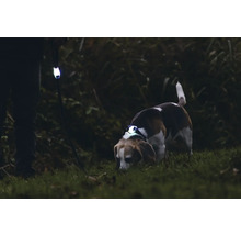 Hund mit Leuchthalsband und Person mit Leine im Dunkeln