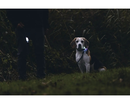 Hund mit LED Halsband und Hundeleine im Dunkeln