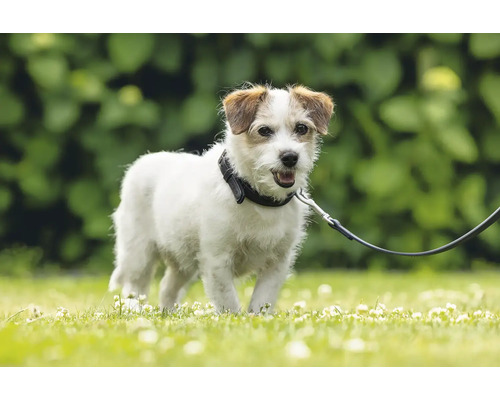 Jack Russell Terrier mit Halsband und Leine im Garten