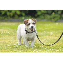 Jack Russell Terrier an einer Hundeleine im Freien