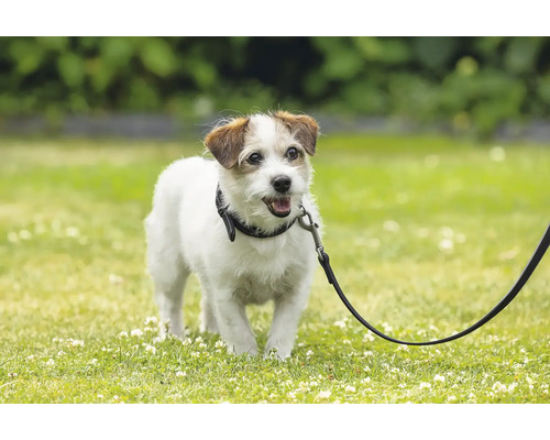 Jack Russell Terrier an einer Hundeleine im Freien