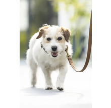 Jack Russell Terrier mit Hundeleine