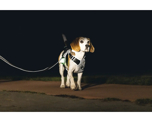 Hund mit reflektierendem Geschirr und Leine bei Nacht
