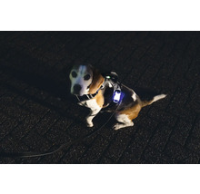 Hund mit Leuchtweste und Leine
