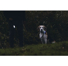 Ein Beagle trägt ein leuchtendes Halsband und wird an einer Leine geführt.