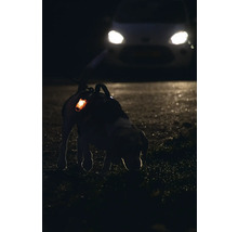 Hund mit leuchtendem Halsband im Dunkeln, im Hintergrund ein Auto mit eingeschalteten Scheinwerfern.