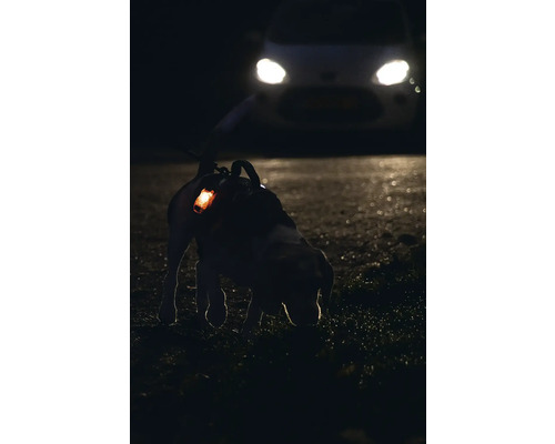 Hund mit leuchtendem Halsband im Dunkeln, im Hintergrund ein Auto mit eingeschalteten Scheinwerfern.